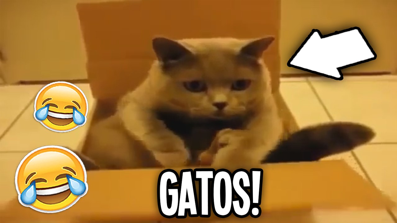 OS GATOS MAIS LOUCOS DO MUNDO !