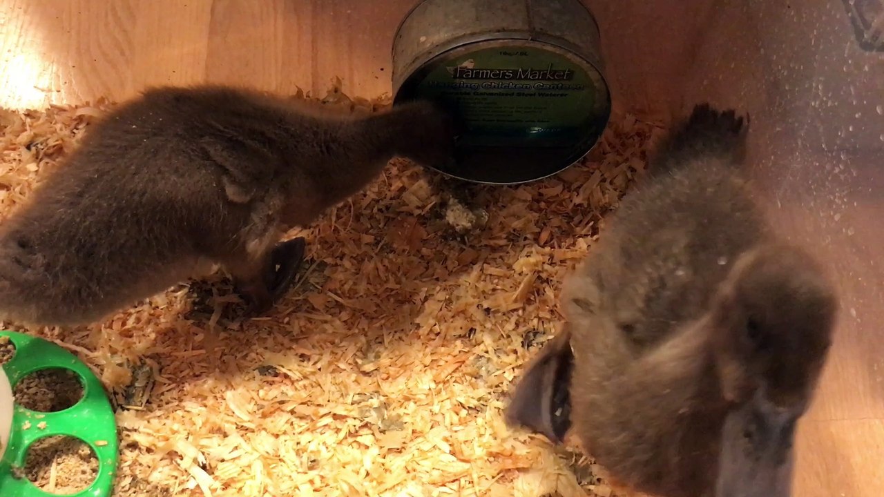 First Quack for Luna or Whimsy at 2.5 Weeks Old - Duck Feed and Growth Update
