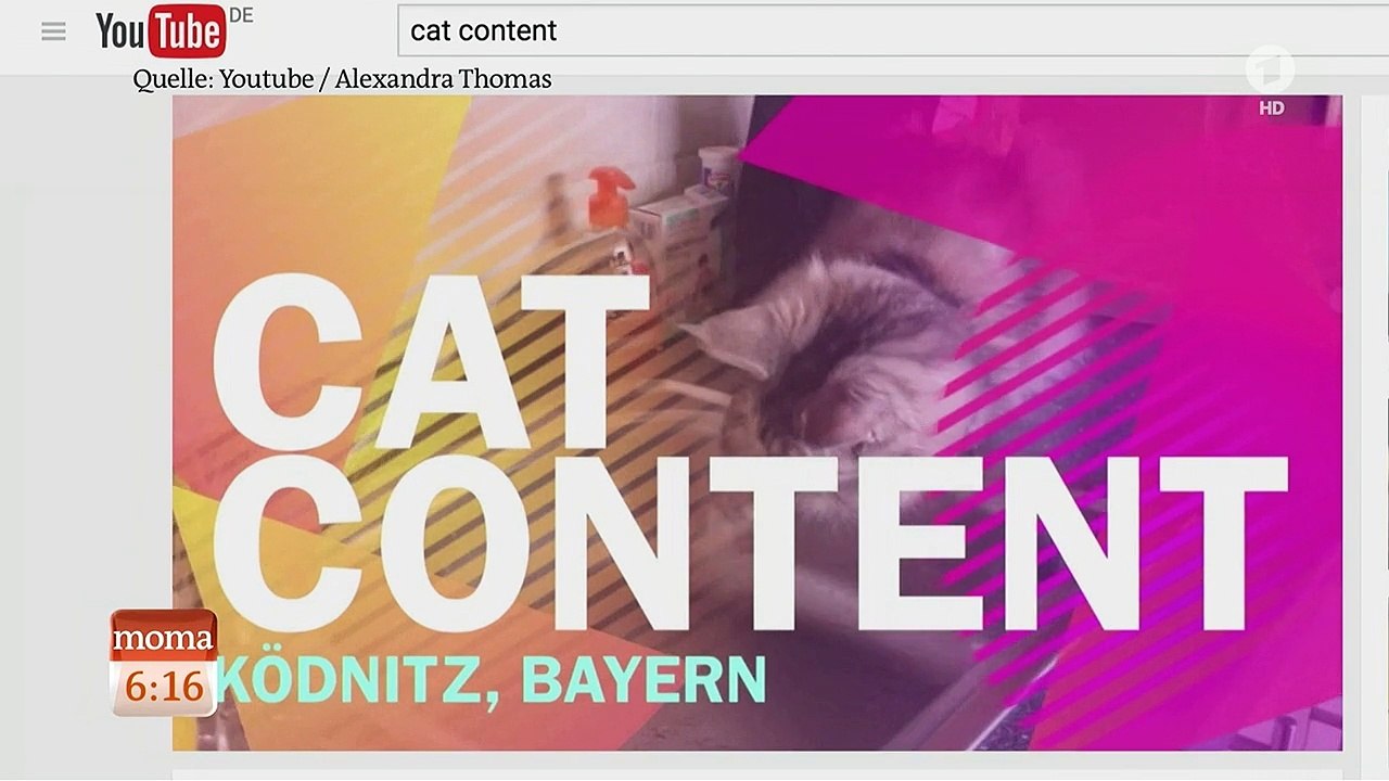 Netzreporter: #Weltkatzentag | ARD-Morgenmagazin | Das Erste [HD 1080p]
