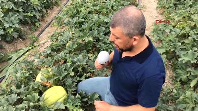 Manisa - Kırkağaç Kavununda Hasat Zamanı