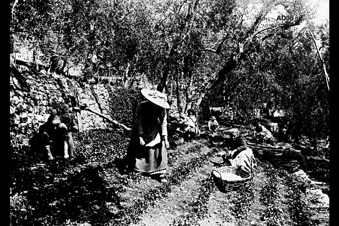 Témoignage partie 2 –  Maryse Grosso, ex-exploitante agricole à Mouans-Sartoux  – Corpus ‘’MIP -Grasse’’
