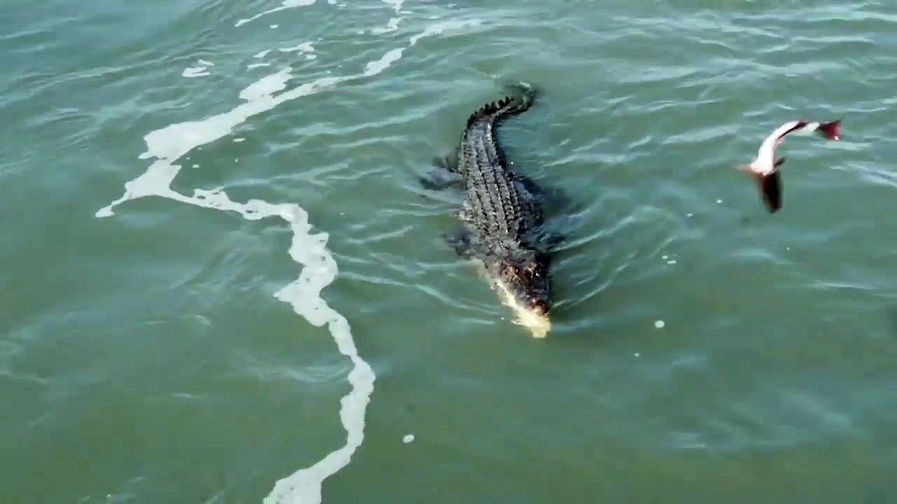 Ce crocodile a eu un repas plus gros que prévu !