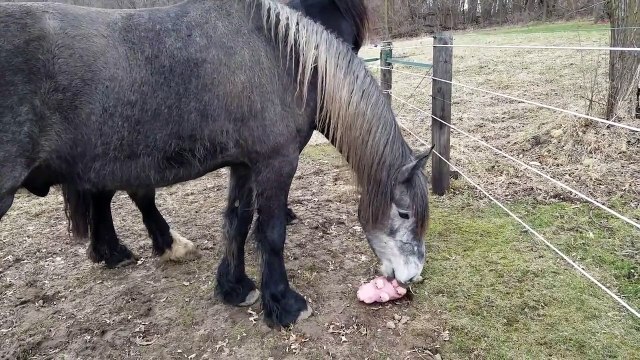 Un chien vole discrètement le jouet d'un cheval !