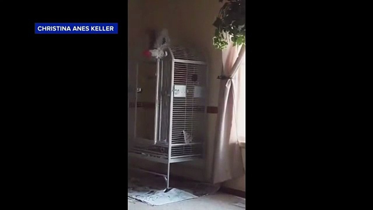 Insolite : un perroquet témoigne à un procès et fait condamner un meurtrier ! (vidéos) 1