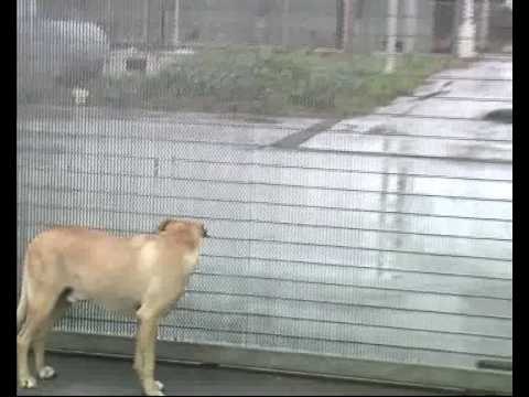 BARLETTA. Iniziative per il canile comunale