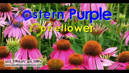 11 Stunning Flowers Collection of Stamford