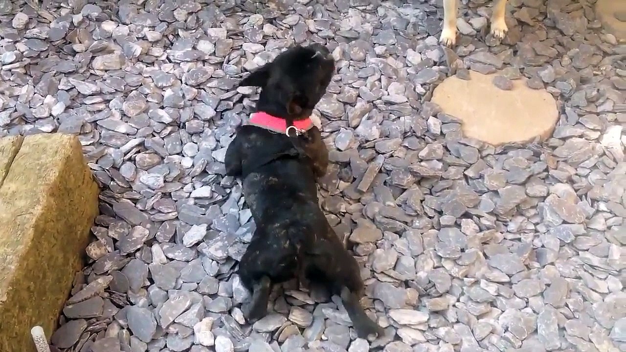 Ce chien adore ramper sur les cailloux !