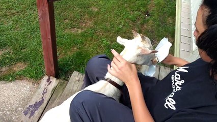 Cette chèvre adore les glaces !