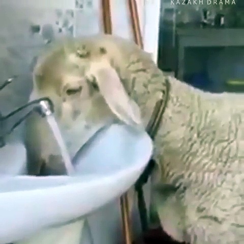 AMAZING GOAT DRINKING WATER