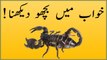 khwabon ki tabeer in urdu - khawab mein Bicho (scorpion) dekhna