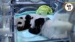 Les 100 premiers jours des bébés pandas