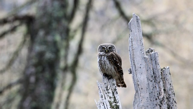 Chevêchette d'Europe dans le Parc national des Ecrins