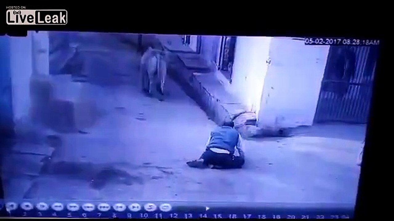 Stray Bull Attacks Man