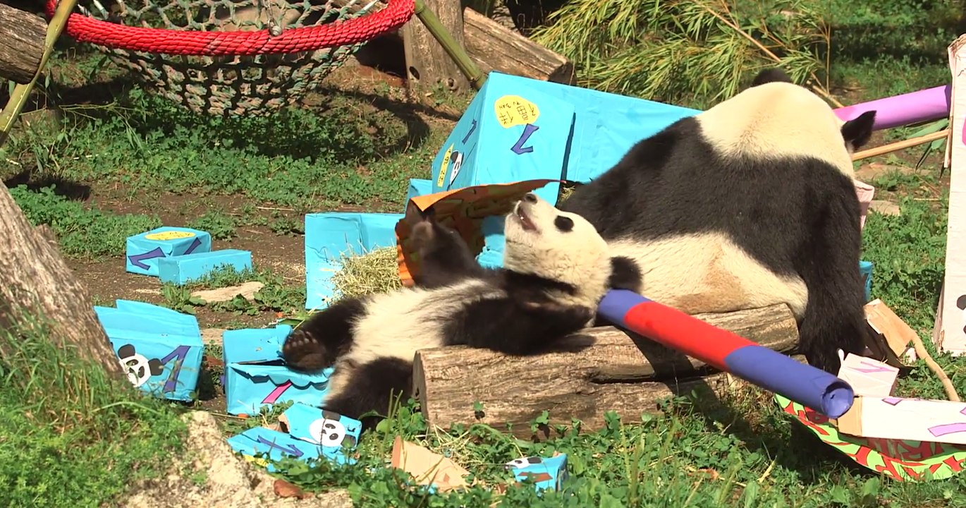 Panda Twins at Vienna Zoo Celebrate First Birthday