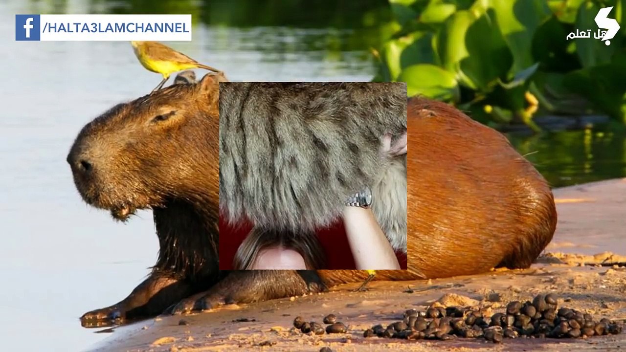 6 حيوانات ضخمة لن تصدق أنها موجودة !