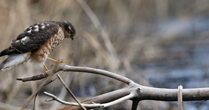 Épervier d'Europe dans le Parc national des Ecrins