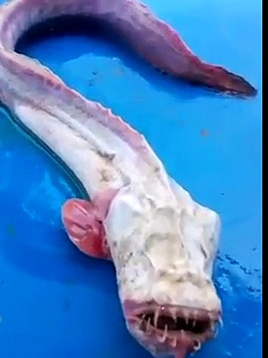 Strange fish