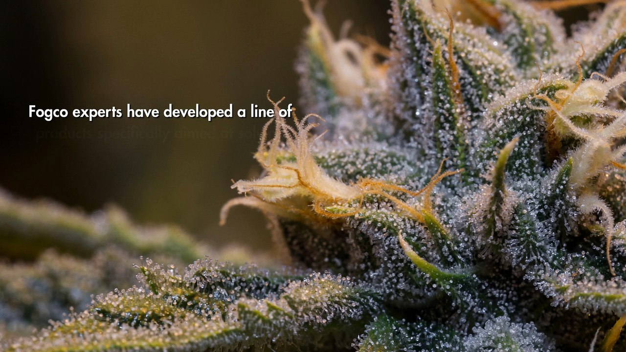 Cannabis Humidifier For Cannabis And Medical Marijuana Industries