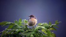 Tarier pâtre dans le Parc national des Ecrins