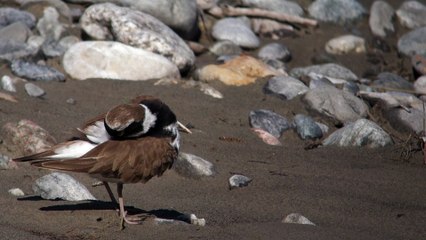Petit gravelot dans le Parc national des Ecrins