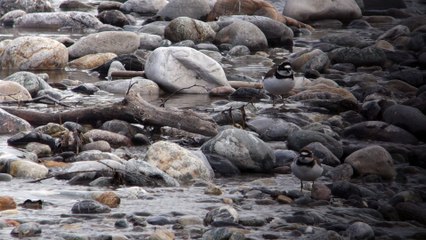 Petit gravelot dans le Parc national des Ecrins
