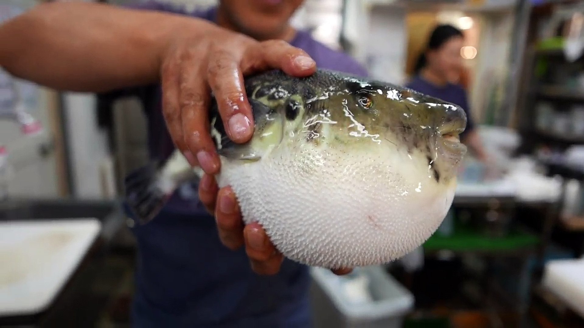 Japanese Street Food LIVE FUGU PUFFERFISH Puffer Fish Japan - video  Dailymotion