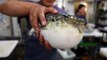 Japanese Street Food LIVE FUGU PUFFERFISH Puffer Fish Japan