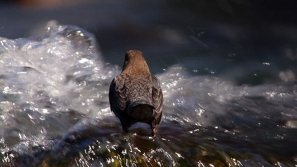 Cincle plongeur dans le Parc national des Ecrins