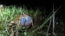 Crapaud calamite dans le Parc national des Ecrins