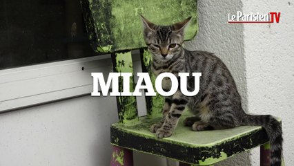Journée des chats : 88% des maîtres conversent avec leur félin