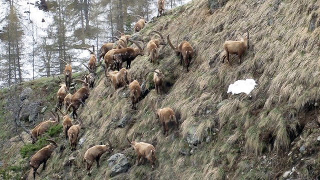 Bouquetins des Alpes