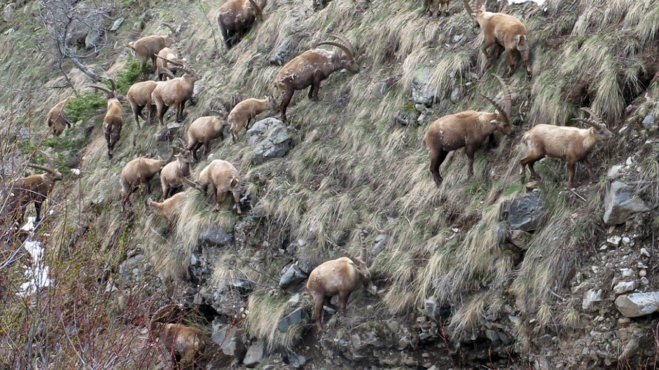 Bouquetins des Alpes