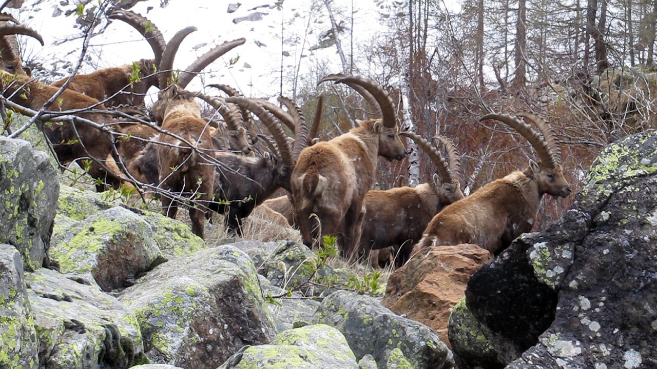 Bouquetins des Alpes