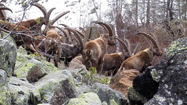 Bouquetins des Alpes