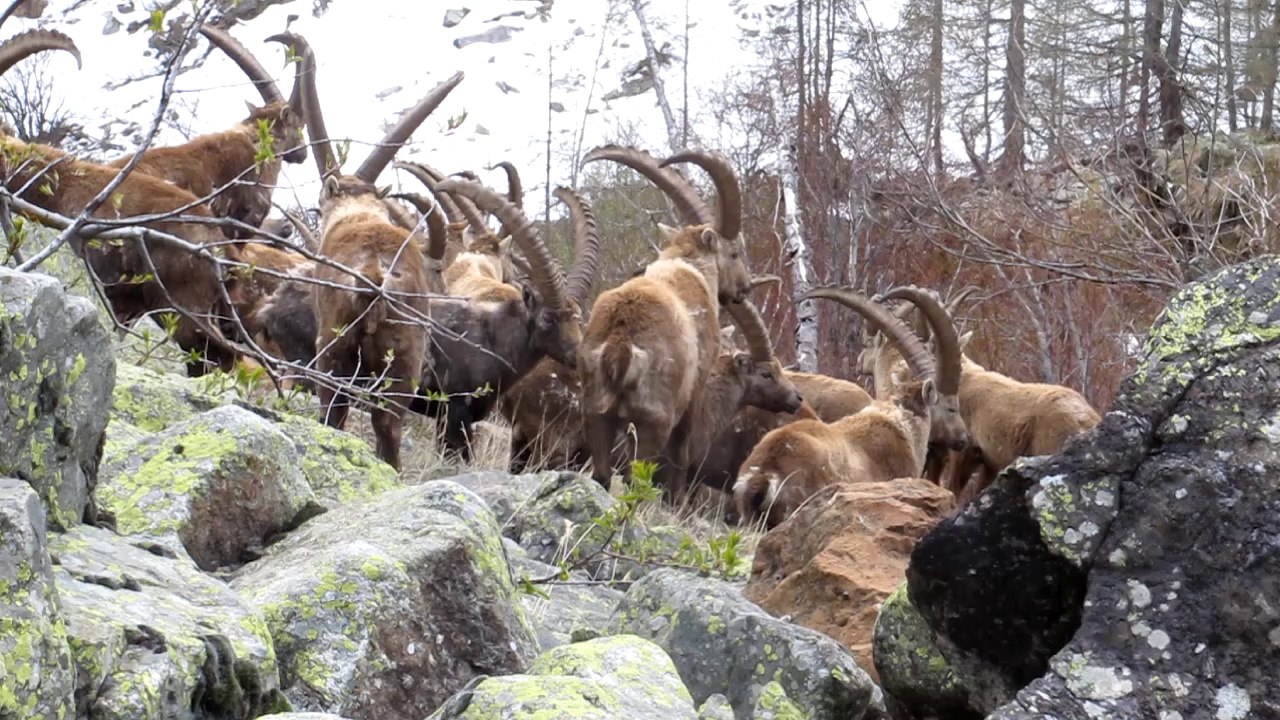 Bouquetins des Alpes