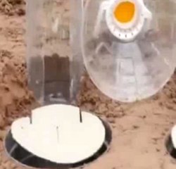 Zarar Vermeden Hayvanları Yakalayan Kapan Tasarımı Şaşırtıyor