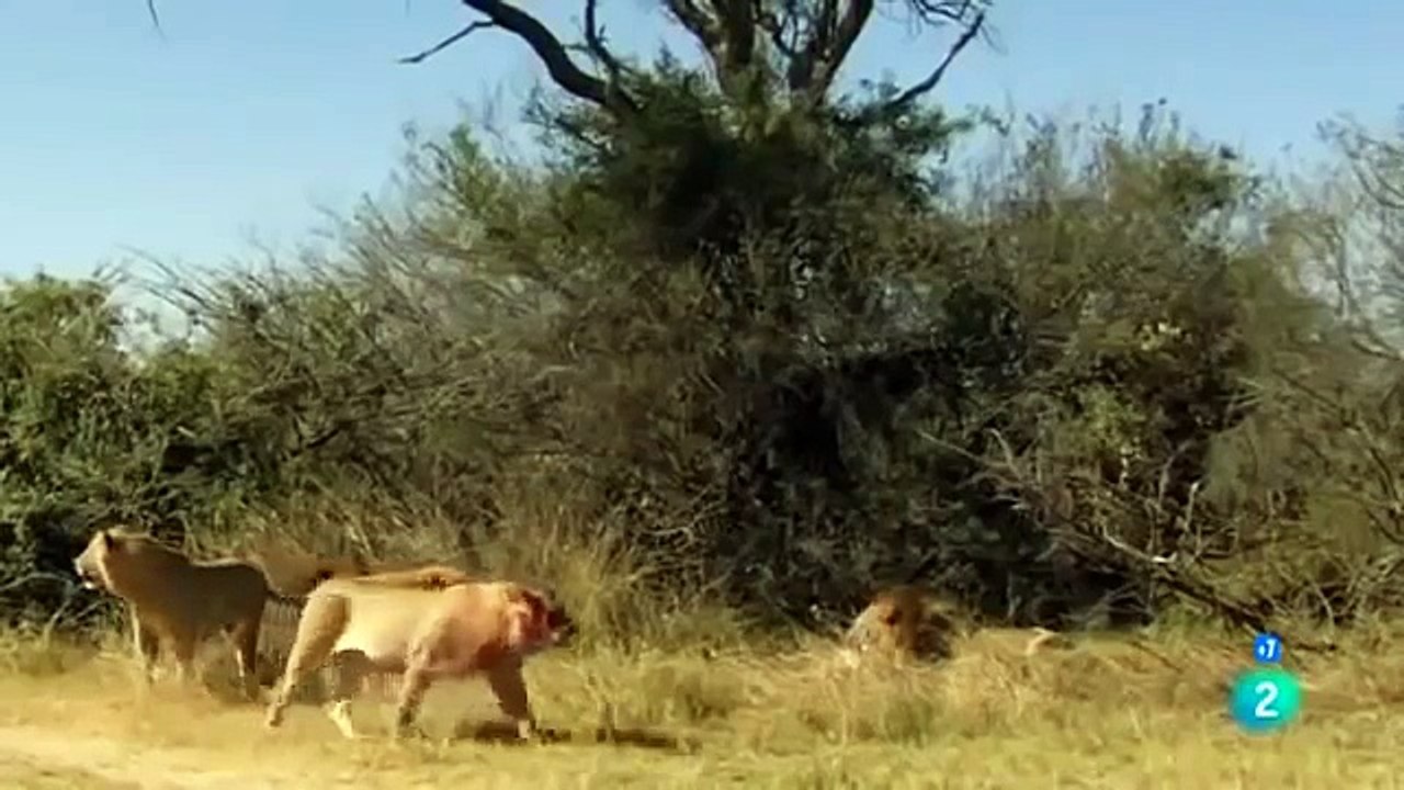 DOCUMENTAL DE ANIMALES