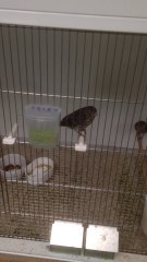 Canari Noir onyx 2017 ( nero onice rosso mosaico )