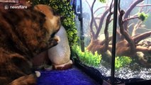 Cat tries to eat fish in tank