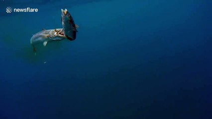 Barracuda attacking fisherman's catch