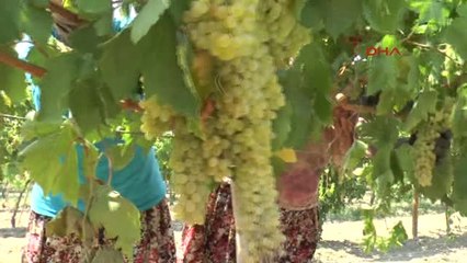 Manisa Sultaniye Üzüm İhracata Hazır