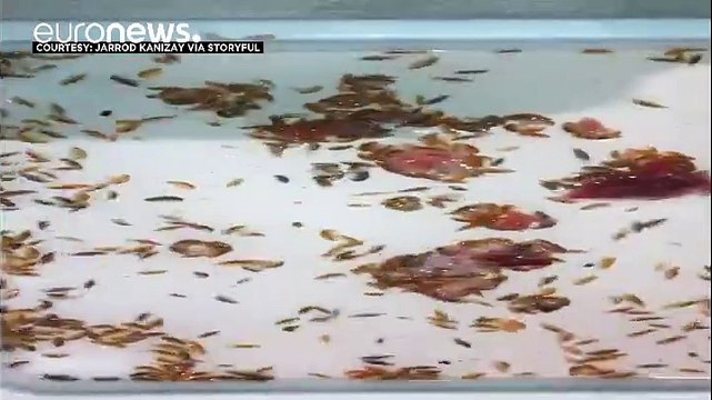 Australie : Un jeune homme se faire dévorer les jambes par des crustacés