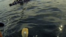 Playful Sea Lion Pup Entertains Kayakers Near Pebble Beach