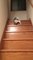 Voici comment un chat très paresseux descend les escaliers