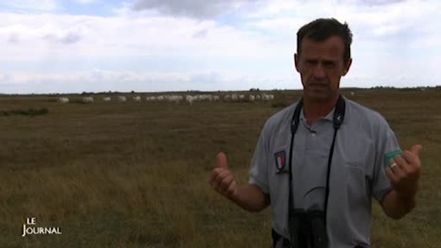Marais Poitevin : La LPO soutient l'action des éleveurs