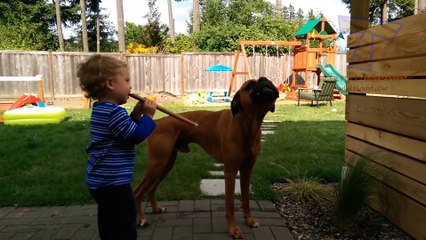 FUN CHALLENGE Try NOT to laugh - Funny & cute dogs and kids