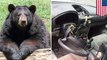 Bear breaks into SUV for a drive, then crashes it into a mailbox