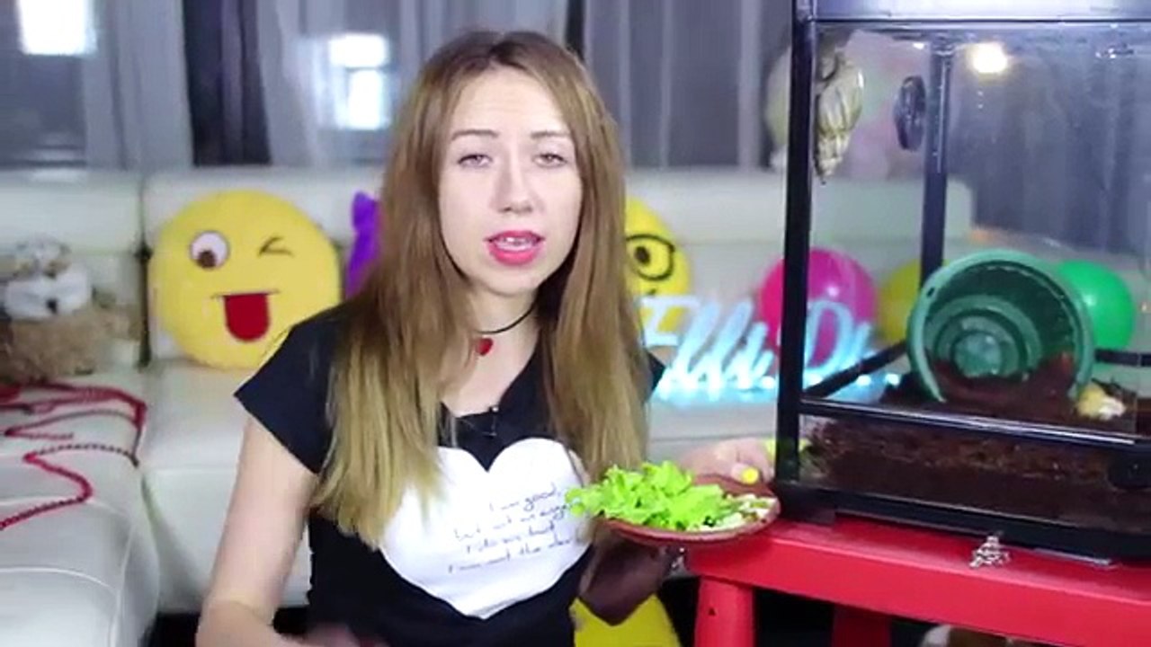 Terrario caracol Achatina Achatina caracol mis caracoles gigantes