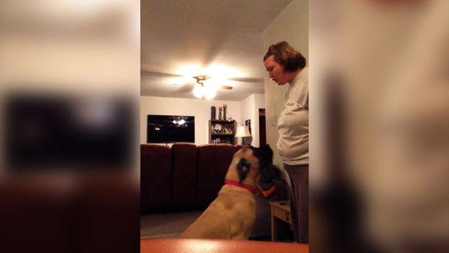 7 Adorably Guilty Dogs You Can't Stay Mad At