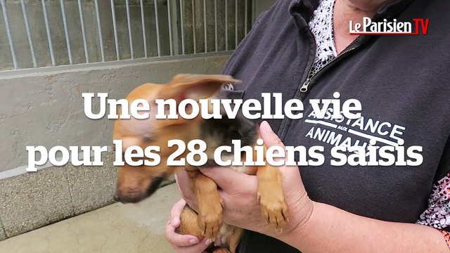 Que deviennent les chiens malnutris et saisis à Chelles ?